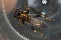 Xylota segnis