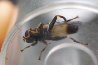 Xylota segnis