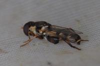 Syritta pipiens