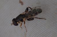 Syritta pipiens