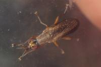 Limnia unguicornis