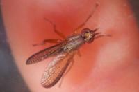 Limnia unguicornis