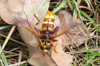 Milesia crabroniformis