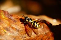 Chrysotoxum intermedium