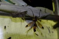 Ctenophora ornata