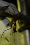 Ctenophora ornata