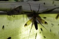 Ctenophora ornata