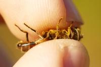 Eristalis nemorum