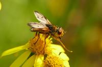 Ectophasia crassipennis