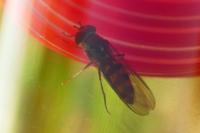Meliscaeva auricollis