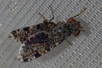 Callopistromyia annulipes