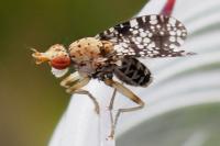 Trypetoptera punctulata