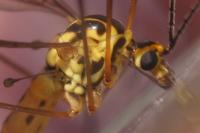 Nephrotoma flavescens