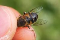 Eristalis similis