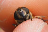 Eristalis similis