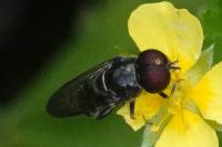 Platycheirus albimanus