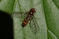 Episyrphus balteatus