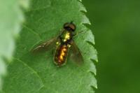 Chloromyia speciosa