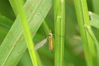 Nephrotoma flavescens