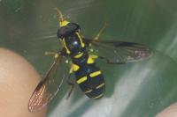 Philhelius pedissequus