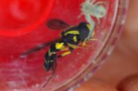 Philhelius pedissequus