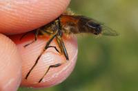 Eristalis similis