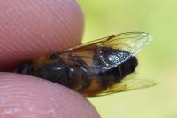 Eristalis similis