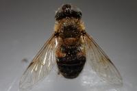 Eristalis pertinax