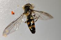 Meliscaeva auricollis