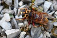 Milesia crabroniformis