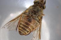 Tabanus sudeticus