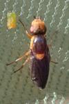 Capnoptera scutata