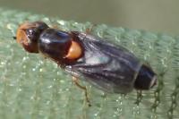 Capnoptera scutata