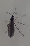 Sciaridae
