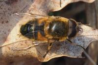 Eristalis similis