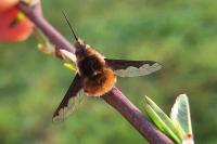 Bombylius major