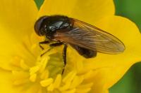 Cheilosia