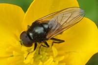 Cheilosia