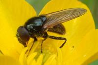 Cheilosia