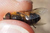 Eristalis similis