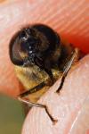Eristalis similis