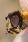 Eristalis similis