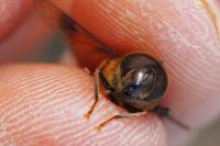 Eristalis pertinax