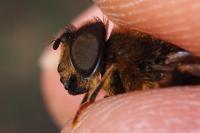 Eristalis pertinax