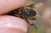 Eristalis pertinax