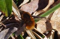 Bombylius major