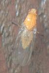 Dryomyza flaveola