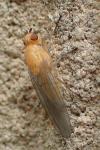 Dryomyza flaveola