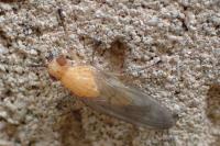 Dryomyza flaveola