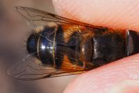 Eristalis similis